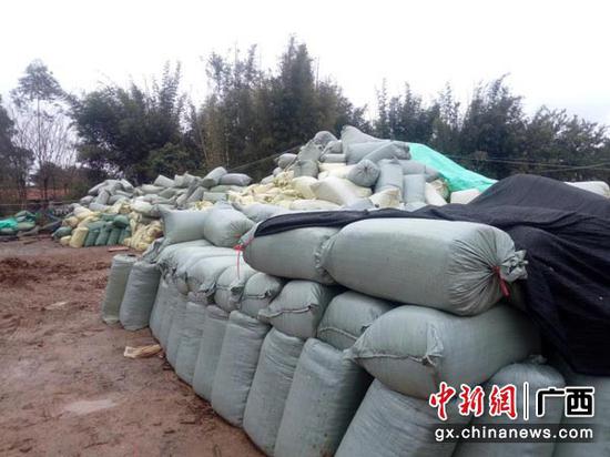 图为加工场里,囤集着10吨装好袋的新鲜甘蔗碎梢,准备外运外地。 图为加工场里,囤集着10吨装好袋的新鲜甘蔗碎梢,准备外运外地。