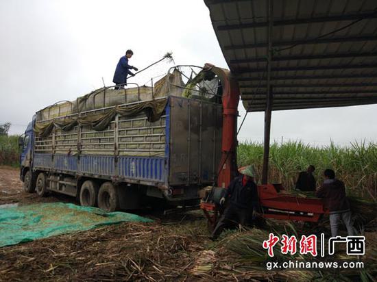 图为甘蔗尾梢加工场。 图为甘蔗尾梢加工场。