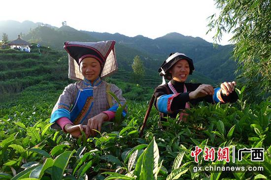 图为茶农在茶园采茶。 图为茶农在茶园采茶。
