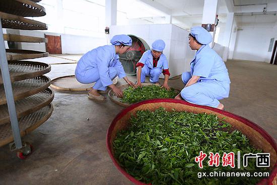 图为员工在摊青茶叶。 图为员工在摊青茶叶。