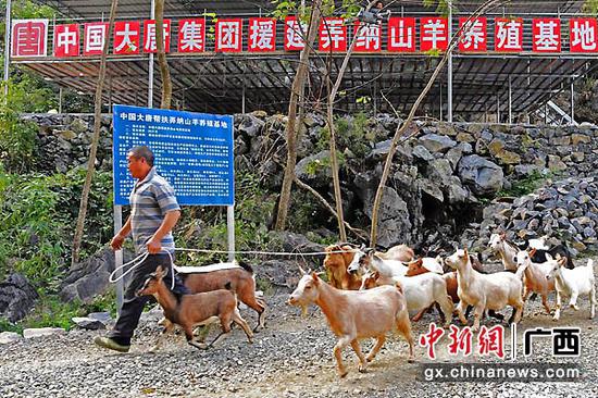 图为中国大唐集团帮扶弄纳山羊养殖基地。 图为中国大唐集团帮扶弄纳山羊养殖基地。