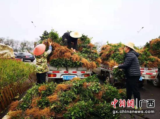 花农忙着从茉莉花苗基地运载花苗到各村屯。 花农忙着从茉莉花苗基地运载花苗到各村屯。