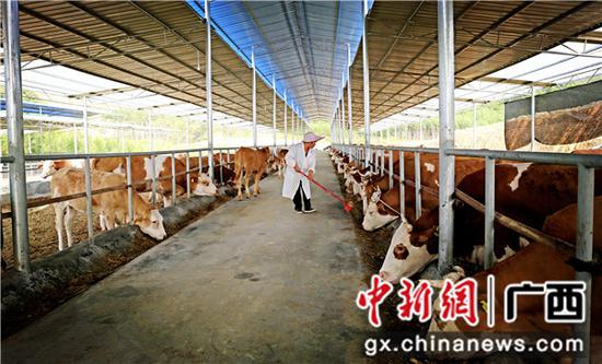忻城县思练镇凤凰山牧场是该县重要的育肥牛综合示范基地,贫困户可以通过“入股分红”“公司代养”“贫困户领养”等三种模式参与育肥牛增加收入,实现脱贫摘帽。蓝德龙 摄 忻城县思练镇凤凰山牧场是该县重要的育肥牛综合示范基地,贫困户可以通过“入股分红”“公司代养”“贫困户领养”等三种模式参与育肥牛增加收入,实现脱贫摘帽。蓝德龙 摄
