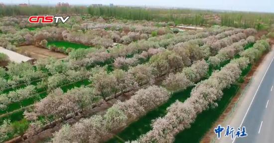 新疆英吉沙县15万亩杏花盛开 杏花节助力农民增收
