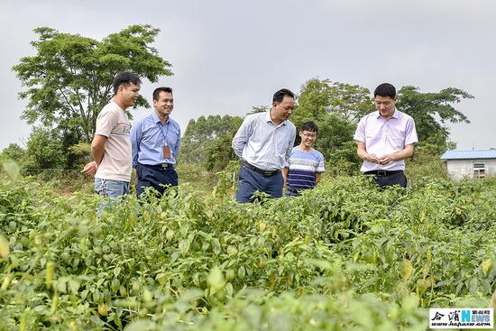 圖為合浦縣長李安洪到白沙鎮草江村農民專業合作社調研。 圖為合浦縣長李安洪到白沙鎮草江村農民專業合作社調研。