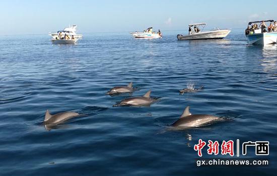 图为钦州三娘湾海豚。主办方供图 图为钦州三娘湾海豚。主办方供图