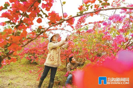 3月17日,在廉州镇马江村一家花卉基地,农民在修剪三角梅。 3月17日,在廉州镇马江村一家花卉基地,农民在修剪三角梅。
