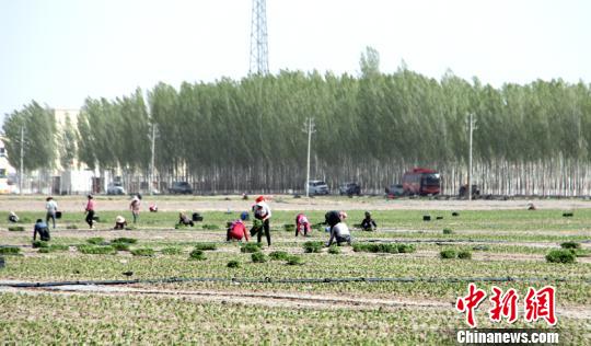 新疆和碩縣15萬畝辣椒拉開種植序幕
