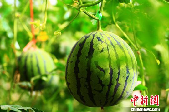 舌尖上的水果 新疆托克遜縣進入瓜果飄香季