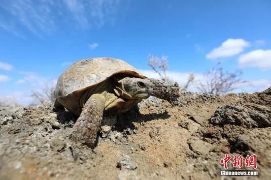 艾比湖濕地國家自然保護區現國家一級保護動物四爪陸龜