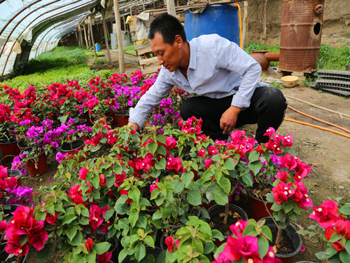 轮台县依更巴格村大棚花卉助村民“致富梦”