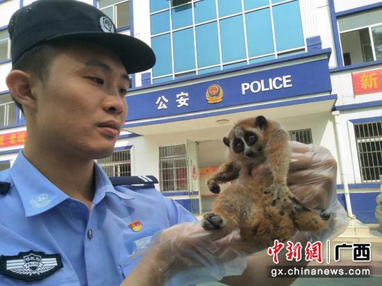 图为那艾边境派出所民警仔细查看蜂猴。 图为那艾边境派出所民警仔细查看蜂猴。