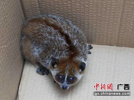 图为平而边境派出所民警救助的蜂猴。 图为平而边境派出所民警救助的蜂猴。