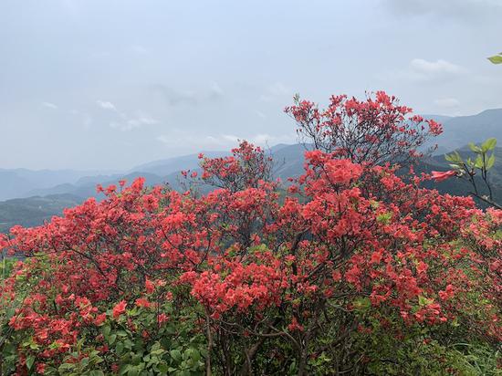 浙江磐安举办杜鹃花节 掘金赏花经济助力乡村振兴
