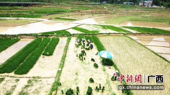 图为发福梯田。杨念松 摄 图为发福梯田。杨念松 摄