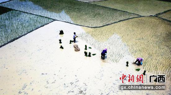 图为发福村村民在插秧。杨念松 摄 图为发福村村民在插秧。杨念松 摄
