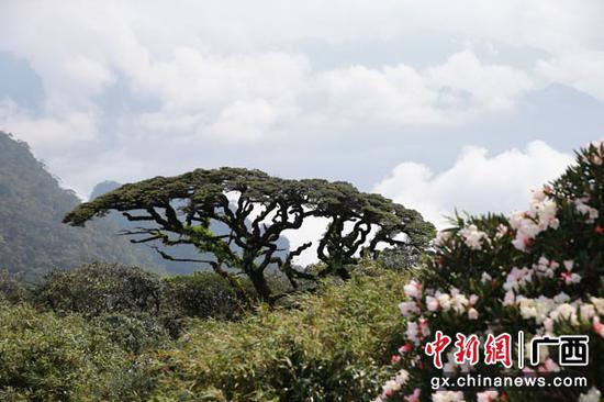 图为圣堂山万亩杜鹃花盛放。张颢 摄 图为圣堂山万亩杜鹃花盛放。张颢 摄