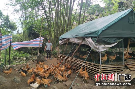 图为卢金田养殖鸡棚。 图为卢金田养殖鸡棚。