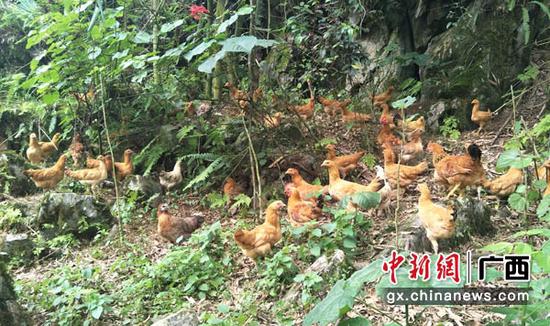 图为西山乡福厚村百力屯巴马飞鸡养殖基地。 图为西山乡福厚村百力屯巴马飞鸡养殖基地。
