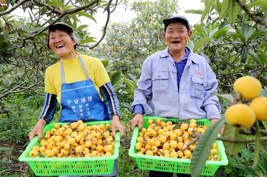 村民刚刚采摘的枇杷 谢尚国 摄