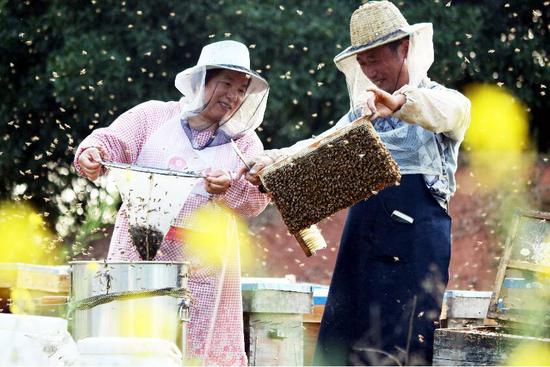 养蜂。郭其钰 摄