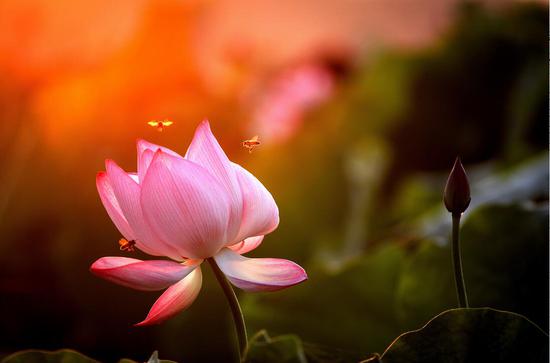 蜜蜂。郭其钰 摄