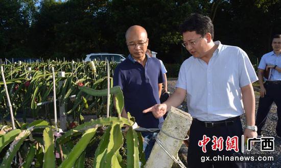 图为史军保深入广西金穗农业集团有限公司火龙果基地考察产业扶贫项目。 图为史军保深入广西金穗农业集团有限公司火龙果基地考察产业扶贫项目。