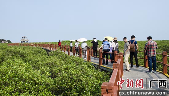北海金海湾红树林景区 翟李强 摄 北海金海湾红树林景区 翟李强 摄