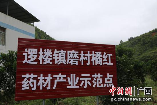 逻楼镇磨村橘红药材产业示范点。 逻楼镇磨村橘红药材产业示范点。