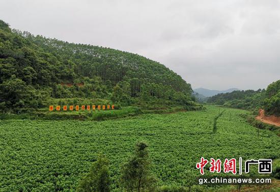 广西横县南乡镇各村人口_广西南宁横县西里村(3)