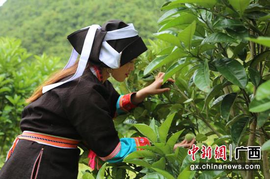 身着蓝靛服的瑶族“娘子军”正在工作。 身着蓝靛服的瑶族“娘子军”正在工作。