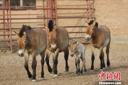 新疆圈养野马今年繁殖进入高峰期 已迎来四匹小马驹