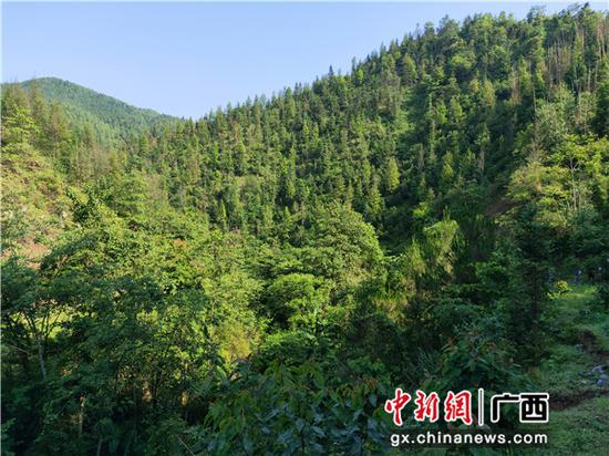 圖為鳳山縣勝耀金花茶開發專業合作社流轉的林地。 圖為鳳山縣勝耀金花茶開發專業合作社流轉的林地。