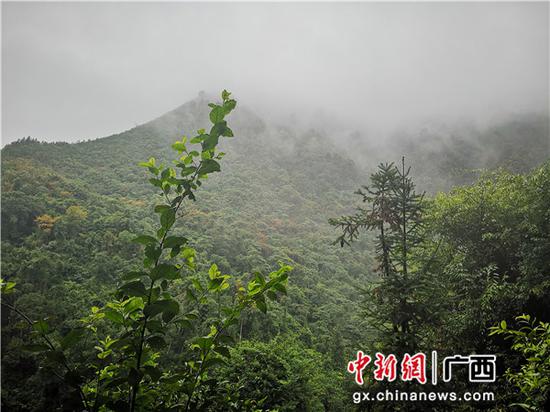 圖為鳳山縣勝耀金花茶開發專業合作社流轉的林地。 圖為鳳山縣勝耀金花茶開發專業合作社流轉的林地。