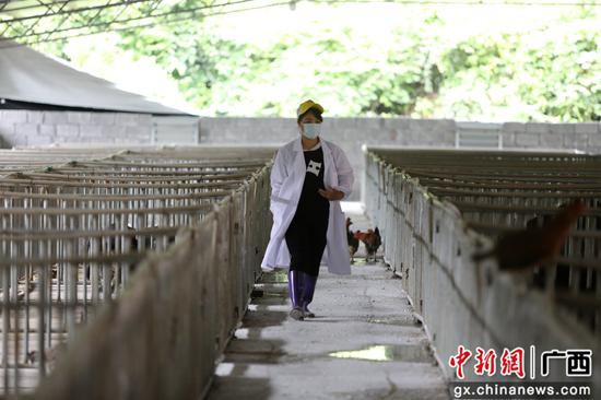 6月6日,楊柳青在豬圈內巡查。韋鼎標 攝 6月6日,楊柳青在豬圈內巡查。韋鼎標 攝