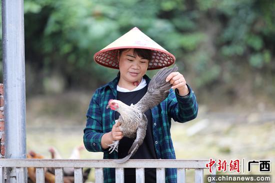 圖為楊柳青在查看土雞長勢。 圖為楊柳青在查看土雞長勢。