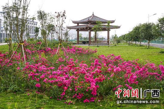 圖為海綿車輛段鮮花盛開。周群能 攝 圖為海綿車輛段鮮花盛開。周群能 攝