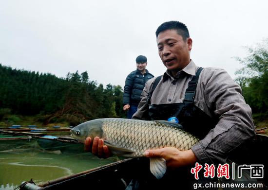 在广西柳州市融安县长安镇安宁村,一名融安河边鱼养殖户在展示自己养殖的草鱼。覃庆和 摄 在广西柳州市融安县长安镇安宁村,一名融安河边鱼养殖户在展示自己养殖的草鱼。覃庆和 摄