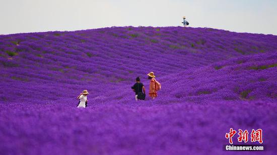 新疆霍城5万余亩薰衣草花盛开醉游人