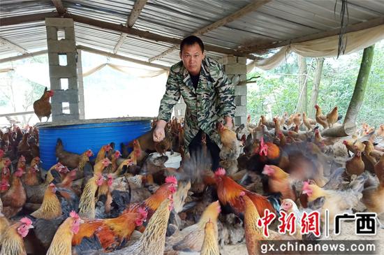 贾英锋在基地储藏玉米粮仓里拿玉米,食肉鸡哄抢。 贾英锋在基地储藏玉米粮仓里拿玉米,食肉鸡哄抢。