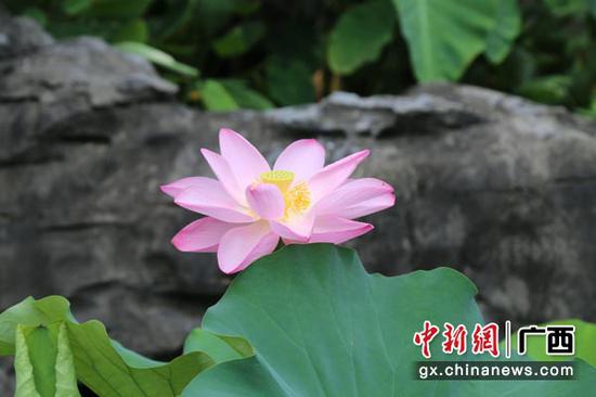 青秀山风景区供图 青秀山风景区供图