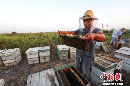 新疆塔河畔野生罗布麻花盛开 蜂农放蜂取蜜忙