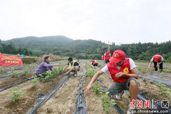 在融安县泗顶镇寿局村龙骨屯产业地里,广西科技大学”三下乡”学生们正在帮助贫困户除草。韦荣军 摄 在融安县泗顶镇寿局村龙骨屯产业地里,广西科技大学”三下乡”学生们正在帮助贫困户除草。韦荣军 摄