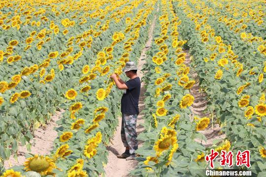 新疆兵团团场8万亩葵花绽放 吸引参观者