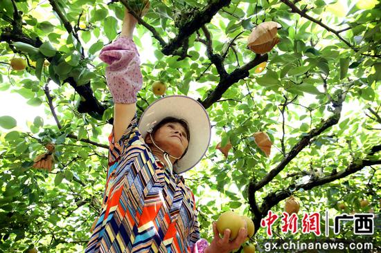 果农正在采摘青花梨。朱柳融 摄 果农正在采摘青花梨。朱柳融 摄