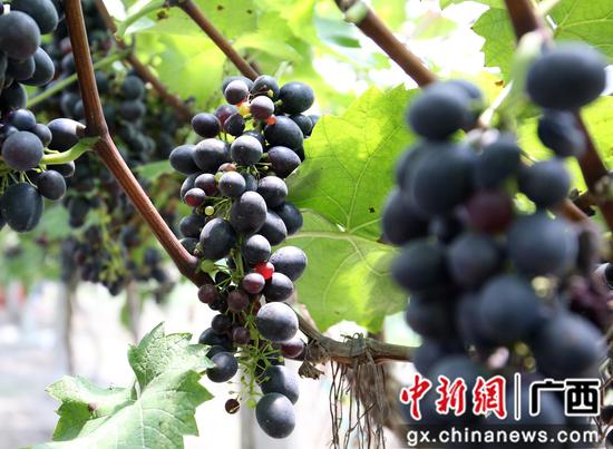 成熟的波尔多瓦葡萄。朱柳融 摄 成熟的波尔多瓦葡萄。朱柳融 摄