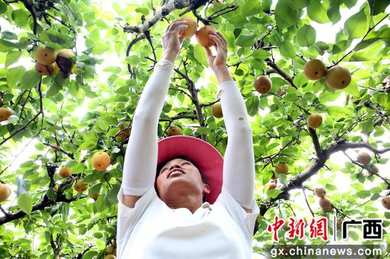 周欣勤正在采摘青花梨。朱柳融 摄 周欣勤正在采摘青花梨。朱柳融 摄