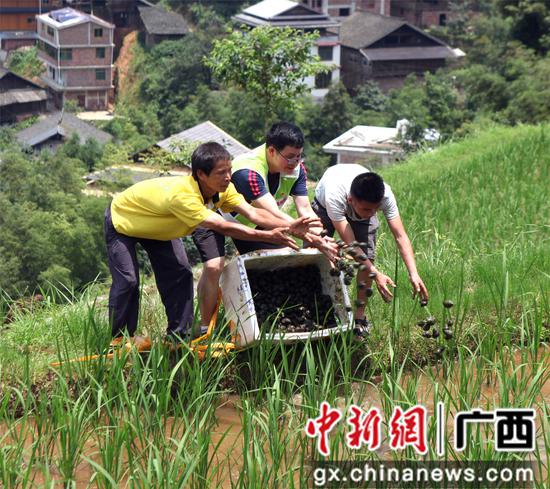 滚荣清和大浪镇高培村第一书记潘朔练帮助贫困户发放田螺。 滚荣清和大浪镇高培村第一书记潘朔练帮助贫困户发放田螺。