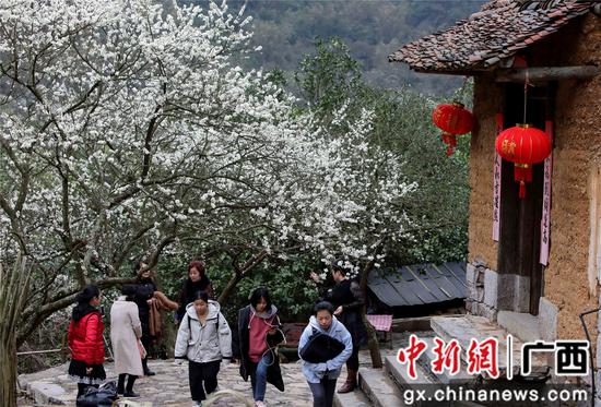 资料图:2月28日,游客在铜板屯赏花游玩。覃庆和 摄 资料图:2月28日,游客在铜板屯赏花游玩。覃庆和 摄