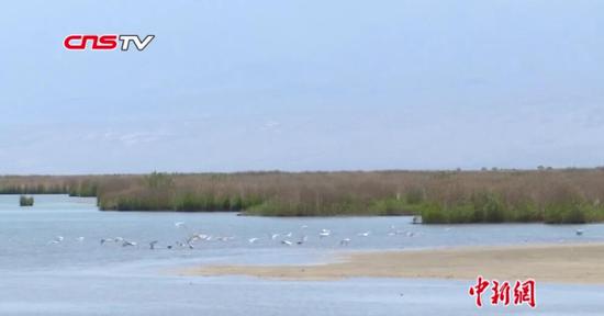 新疆艾比湖濕地再現生機:野生鳥類增加至200萬只